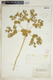 Euphorbia helioscopia image