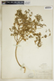 Euphorbia helioscopia image