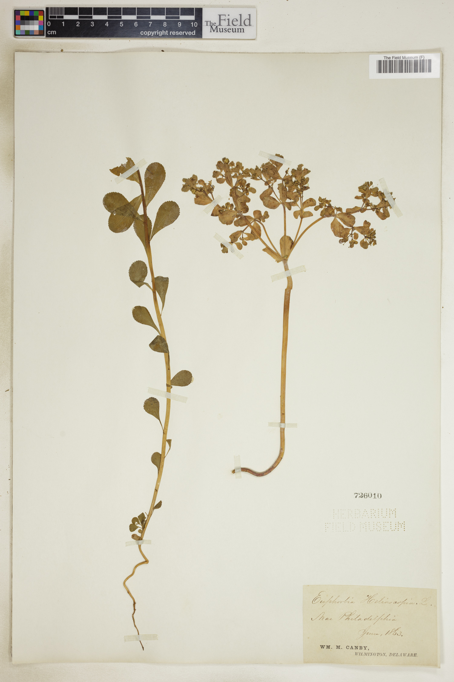 Euphorbia helioscopia image