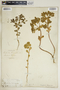 Euphorbia helioscopia image