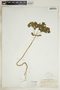 Euphorbia helioscopia image