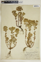 Euphorbia helioscopia image