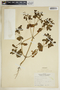 Euphorbia helioscopia image