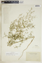 Euphorbia hexagona image