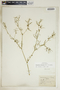 Euphorbia hexagona image