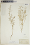 Euphorbia hexagona image