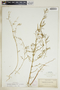 Euphorbia hexagona image