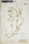 Euphorbia hexagona image