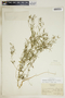 Euphorbia hexagona image