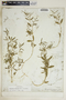 Euphorbia hexagona image