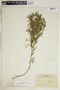 Euphorbia hexagona image