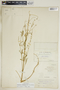 Euphorbia hexagona image