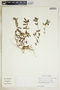 Chamaesyce hirta image