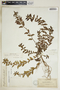 Chamaesyce hirta image