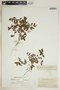 Chamaesyce hirta image