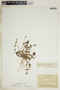 Chamaesyce hirta image