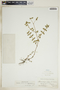 Chamaesyce hirta image
