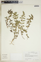 Chamaesyce hirta image