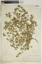Euphorbia humistrata image