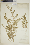Euphorbia humistrata image