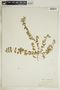 Euphorbia humistrata image