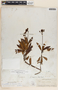 Chimaphila umbellata image