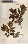 Comarostaphylis arbutoides image