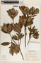 Comarostaphylis arbutoides image