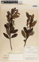 Comarostaphylis arbutoides image