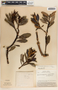 Comarostaphylis arbutoides image