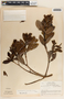 Comarostaphylis arbutoides image