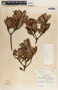 Comarostaphylis arbutoides image