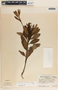 Comarostaphylis arbutoides image