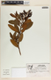 Comarostaphylis arbutoides image