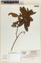 Comarostaphylis arbutoides image
