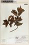 Comarostaphylis arbutoides image