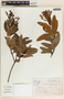 Comarostaphylis arbutoides image