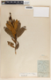 Comarostaphylis arbutoides image