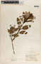 Comarostaphylis arbutoides image