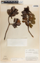 Comarostaphylis arbutoides image