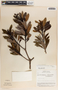Comarostaphylis arbutoides image