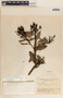 Comarostaphylis arbutoides image