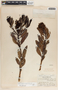 Comarostaphylis arbutoides image