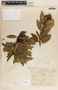 Comarostaphylis arbutoides image