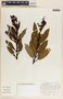 Comarostaphylis arbutoides image