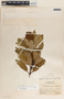 Comarostaphylis arbutoides image