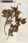 Comarostaphylis arbutoides image