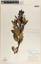 Comarostaphylis arbutoides image
