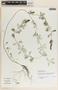 Myriophyllum spicatum image