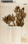 Comarostaphylis arbutoides image